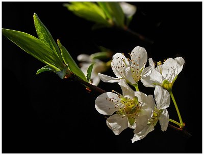 Sunlit Plum Blossoms by lac111