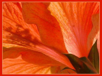 Tranparent Hibiscus*  by pengu1n