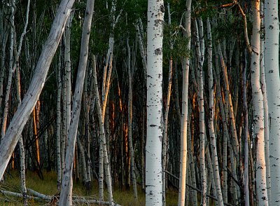 Mornings First Lightby Jim Jackson