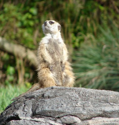 Meerkat on Guard*  by hawkeye978