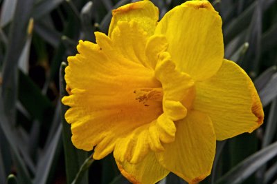 Daffodil Declining