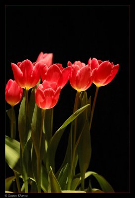 2nd: * Tulips