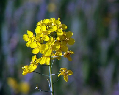 Mustard Flower*