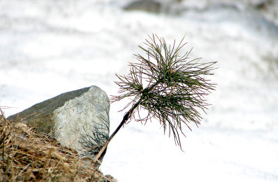 9th: Snow Tree*  by Hawkeye978