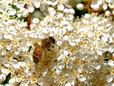 Bee in Bed of Blossomsby lac111