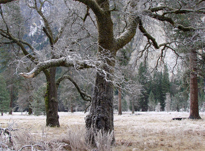 Frosty Oaks*