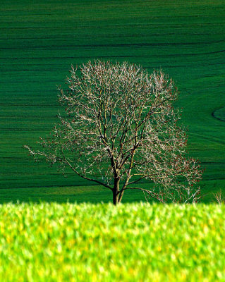 8th (tie)Sunshine On The Fields by MCsaba