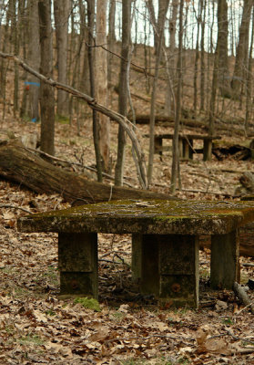 concrete tables in the woodsby Tessa HD Campbell