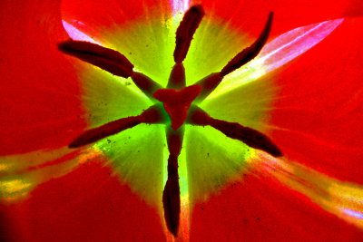 Deep inside a tulip