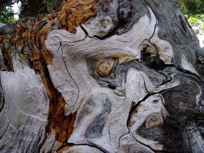 Face in a Stump