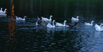 Geese at Dawn Heading for Breakfastby Dale Hardin