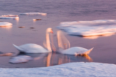 Dancing Swansby Markku Salonen