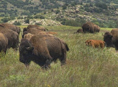 Can't Roller Skate In A Buffalo Herd..