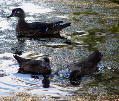 Wood Duck Family