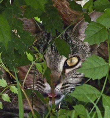 Cat Hiding Under Bush
