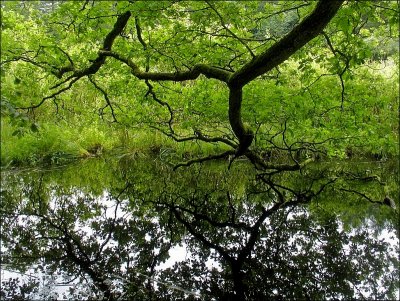 I see trees of green ... by Franky2005