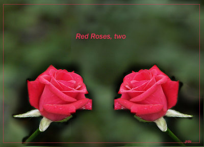 red roses, twoby jrdu