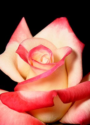 Rose*<br>by David Booth