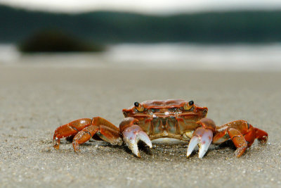 A Crab's Habitat
