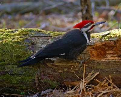 Pileated Woodpecker by Stephen Liebenauer