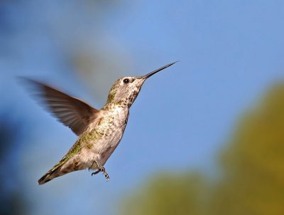 September Hummingbird by lac111