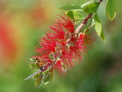 Bottlebrush and Bee by lac111