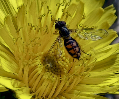 Bee on Dandelion