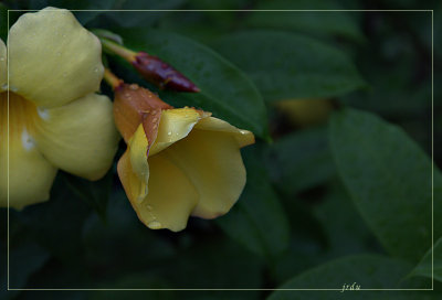 yellowby jrdu