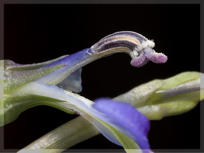 Lobelia gibbosa (Tall Lobelia)