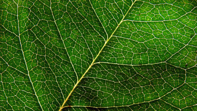 Leaf Studyby photocat37