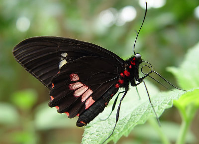 Pretty Eyeby David Booth