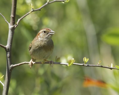 Bachman's Sparrow, Splinter Hill Bog, Mobile, AL, April 2013