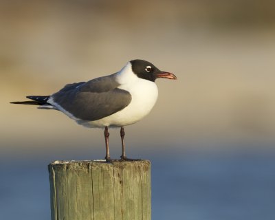 Laughing Gull, Dauphin Island, AL, April 2013