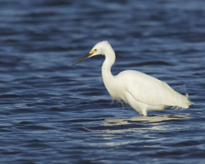 Snowy Egret, Dauphin Island, AL, April 2013