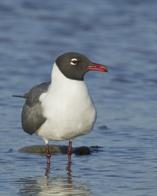 Laughing Gull, Dauphin Island, AL, April 2013