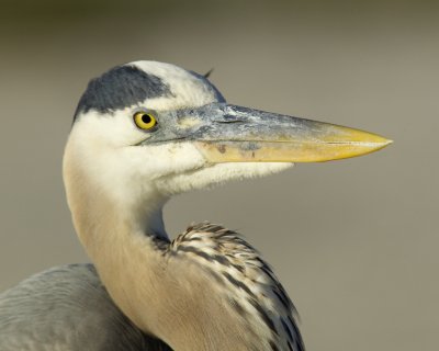 Great Blue Heron, Dauphin Island, AL, April 2013