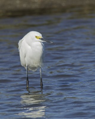 Snowy Egret, Dauphin Island, AL, April 2013
