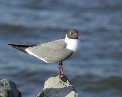 Laughing Gull, Dauphin Island, AL, April 2013