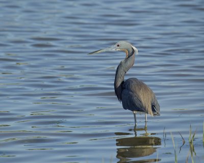 Tri-colored Heron, Dauphin Island, AL, April 2013