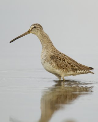 Short-billed Dowitcher, Dauphin Island, AL, April 2013