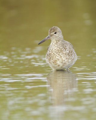 Willet, Dauphin Island, AL, April 2013