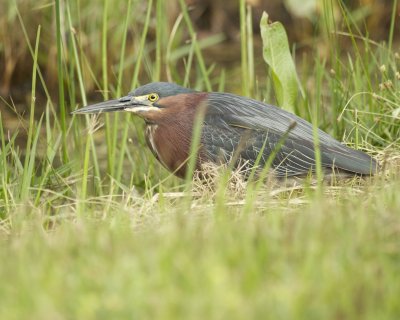 Green Heron, Dauphin Island, AL, April 2013
