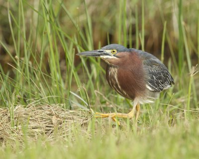 Green Heron, Dauphin Island, AL, April 2013