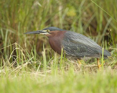 Green Heron, Dauphin Island, AL, April 2013