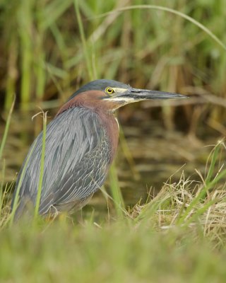 Green Heron, Dauphin Island, AL, April 2013