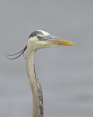 Great Blue Heron, Dauphin Island, AL, April 2013