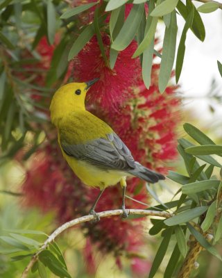 Prothonotary Warbler, Dauphin Island, AL, April 2013