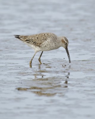 Stilt Sandpiper, Dauphin Island, AL, April 2013