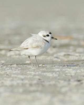 Snowy Plover, Dauphin Island, AL, April 2013