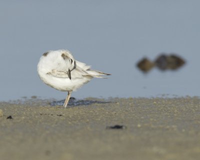 Snowy Plover, Dauphin Island, AL, April 2013